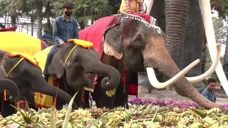 Tailândia comemora dia nacional do elefante com banquete e celebrações; veja VÍDEO