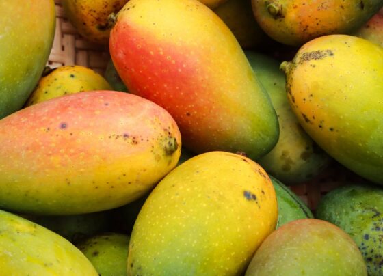 sera-que-a-manga-realmente-engorda?-saiba-tudo-sobre-essa-fruta-que-tem-diversas-propriedades