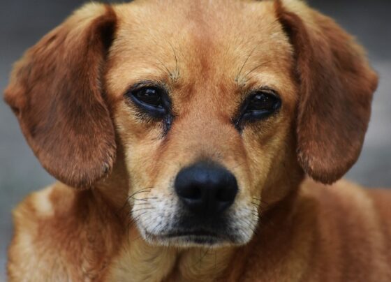 criado-em-vicosa-o-fundo-municipal-de-protecao-aos-animais