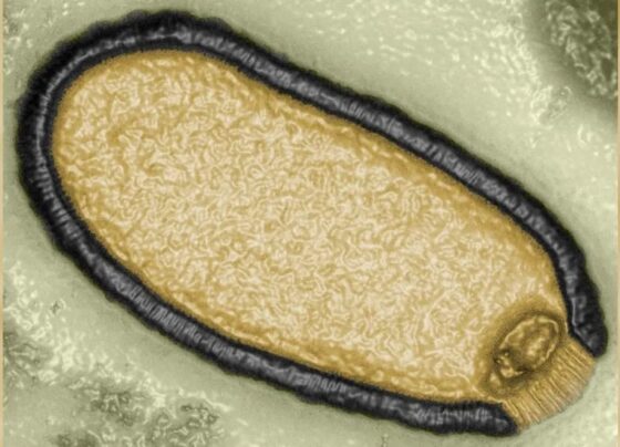 virus-‘zumbi’,-com-48.500-anos-congelado,-ganha-vida-novamente