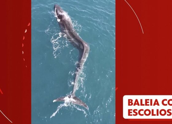 video:-baleia-com-escoliose-e-encontrada-na-costa-da-espanha