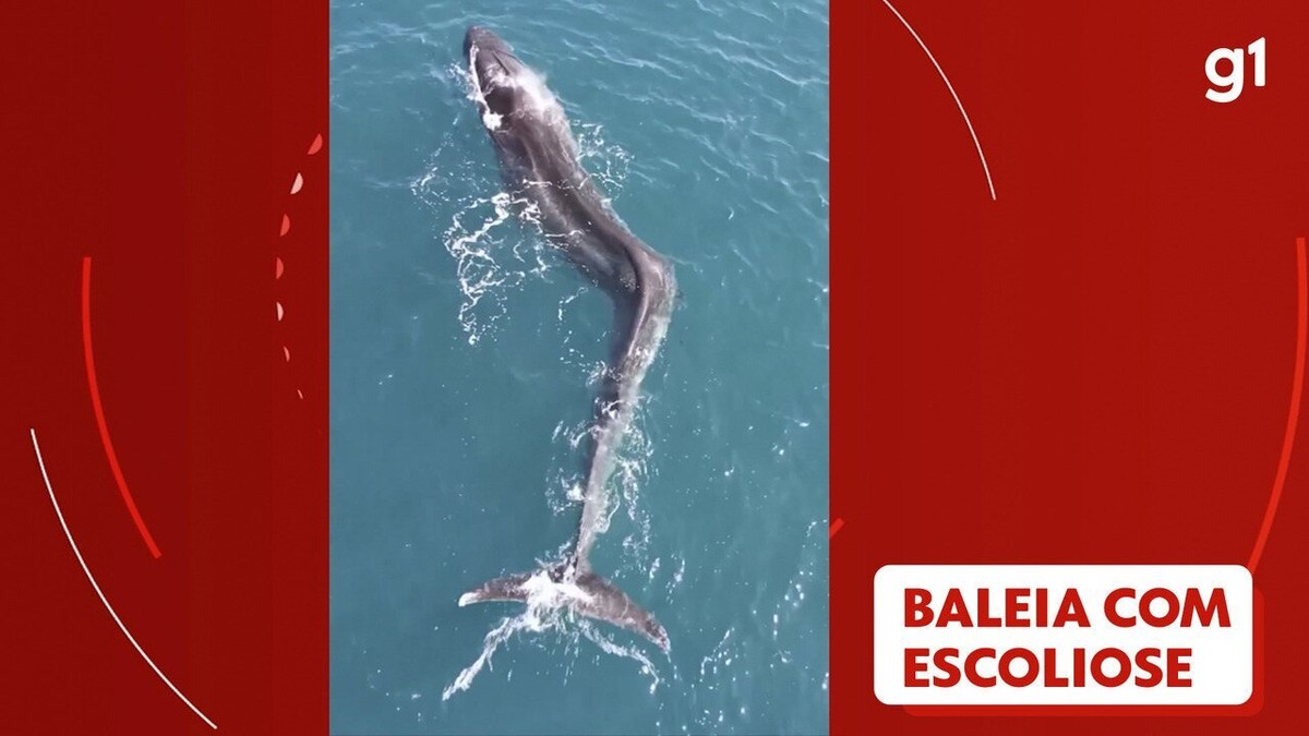 VÍDEO: Baleia com escoliose é encontrada na costa da Espanha