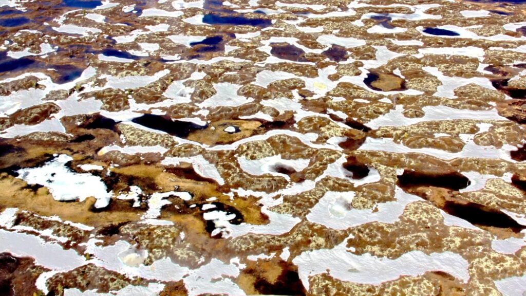 Cientistas conseguem ressuscitar que ficou mais de 48 mil anos congelado