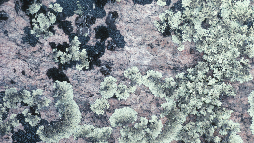 Fungo preto que come Jack Daniels é descoberto em cidade