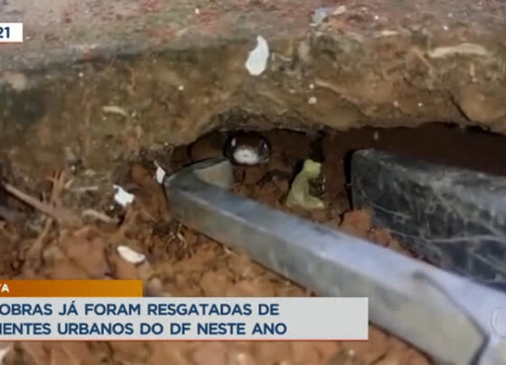 policia-ambiental-captura-cobra-de-origem-dos-estados-unidos-perto-de-escola-no-df