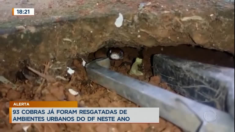 Polícia ambiental captura cobra de origem dos Estados Unidos perto de escola no DF