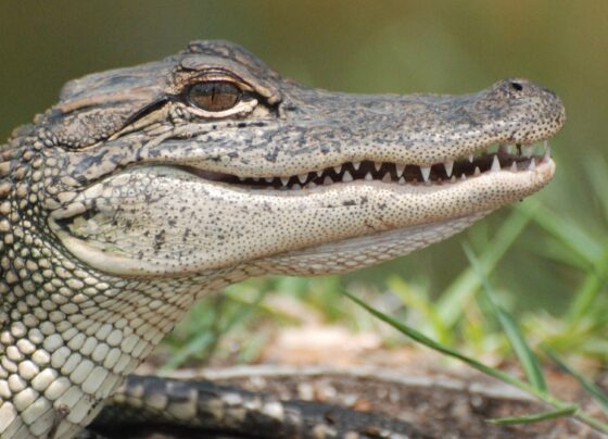 depois-de-20-anos-zoologico-encontra-femea-de-jacare-raptada