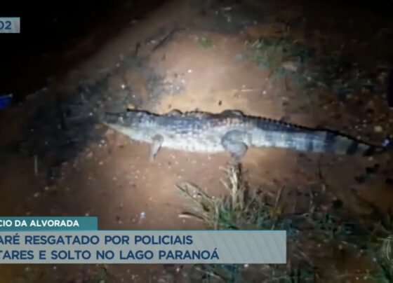 policia-ambiental-resgata-jacare-proximo-ao-palacio-da-alvorada
