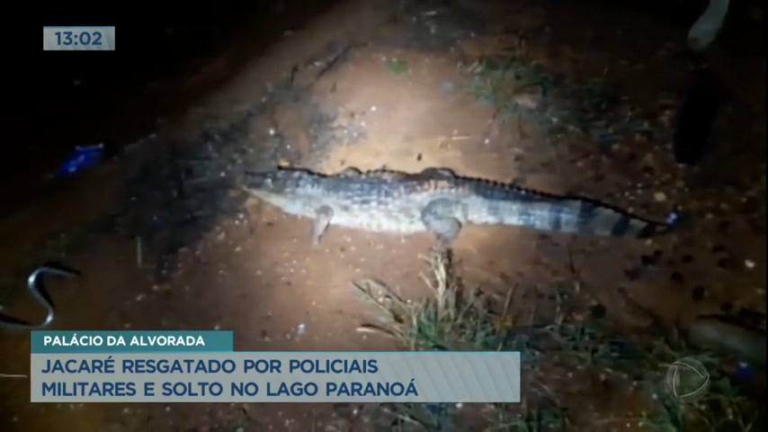 Polícia Ambiental resgata jacaré próximo ao Palácio da Alvorada