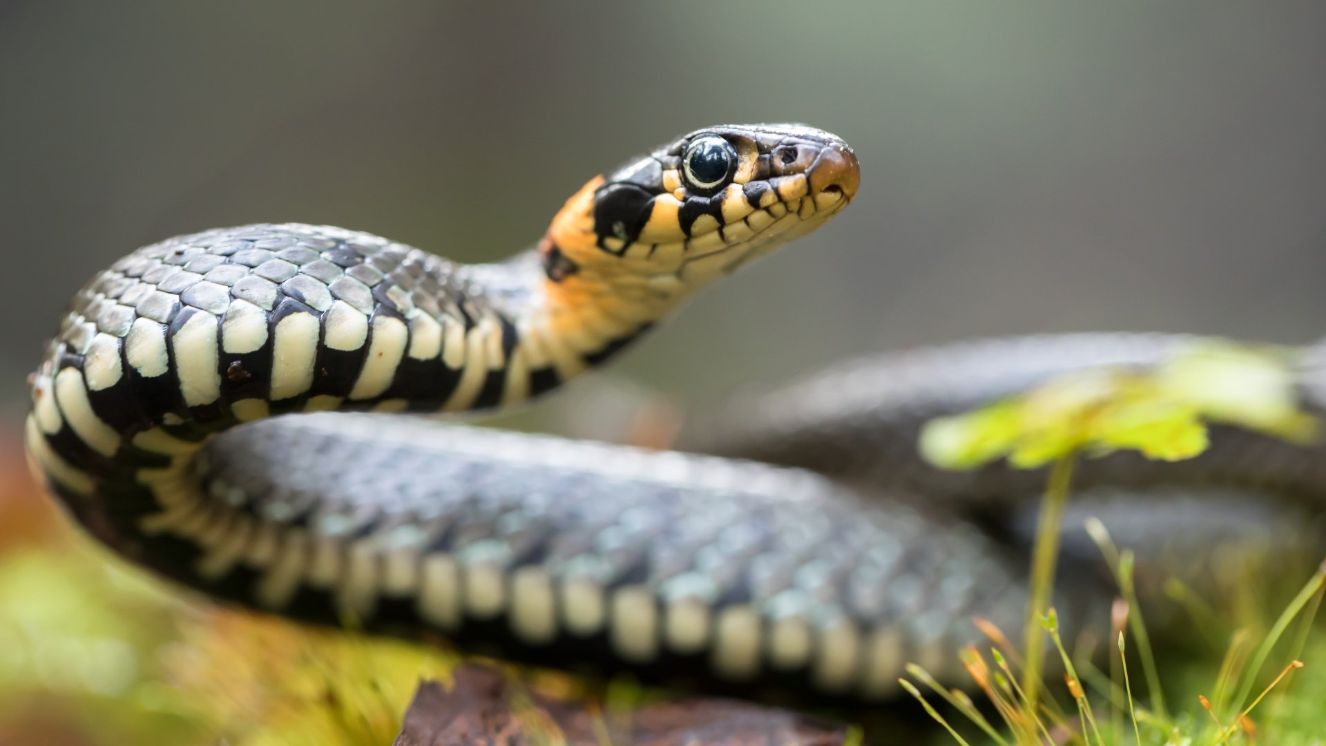 Motorista salva cobra que estava no meio da rua com as próprias mãos