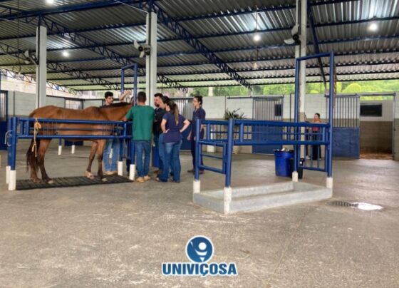 univicosa-oferece-atendimento-veterinario-gratuito-para-animais-de-grande-porte