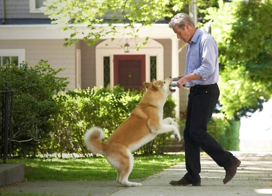 sessao-da-tarde-21/03-traz-o-filme-“sempre-ao-seu-lado”,-um-drama-baseado-em-uma-historia-real