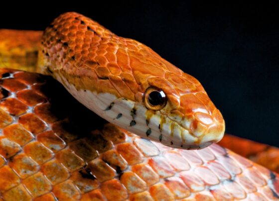 corn-snake:-cobra-exotica-de-origem-norte-americana-e-encontrada-em-brasilia