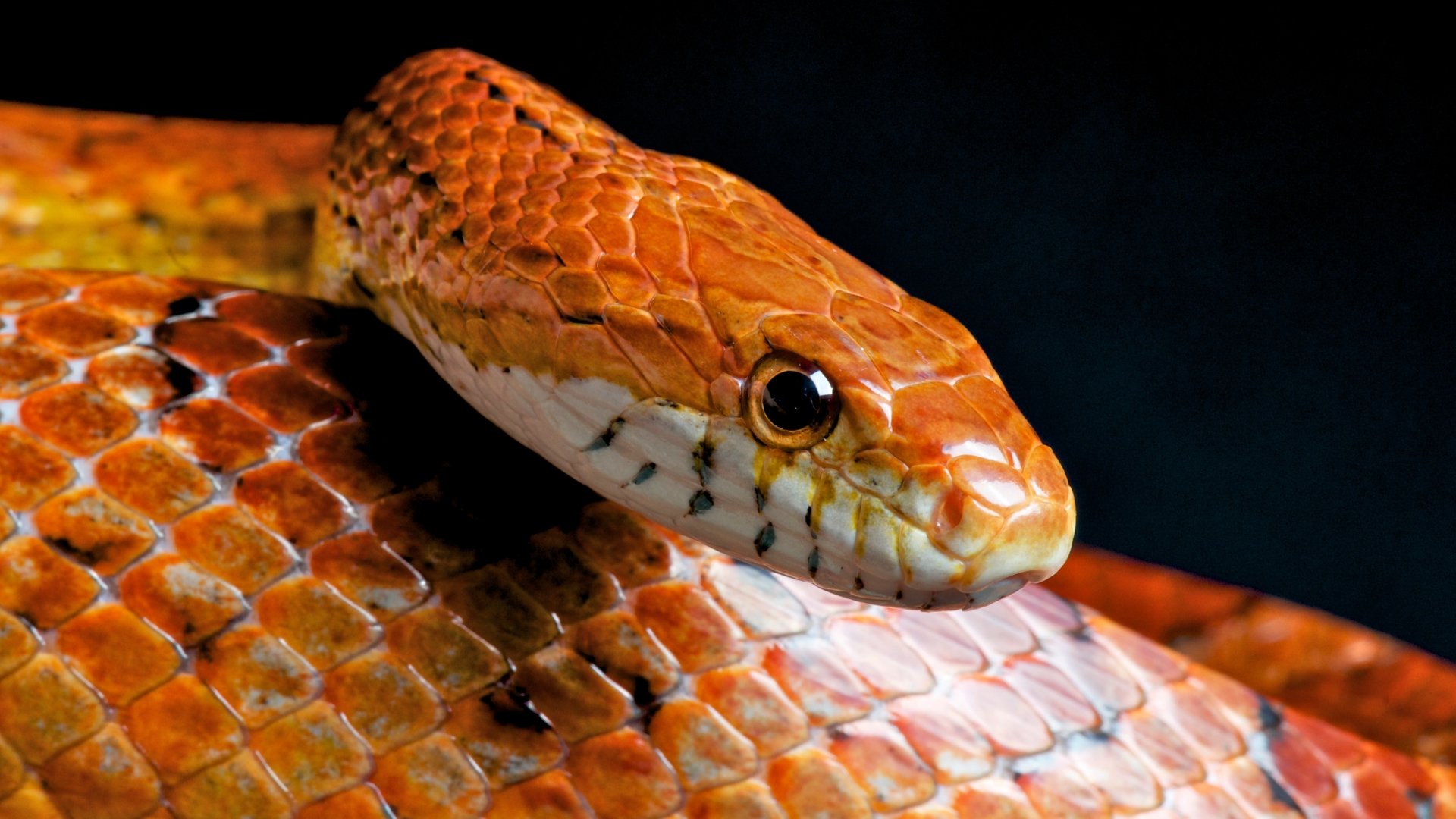 Corn Snake: Cobra exótica de origem norte-americana é encontrada em Brasília