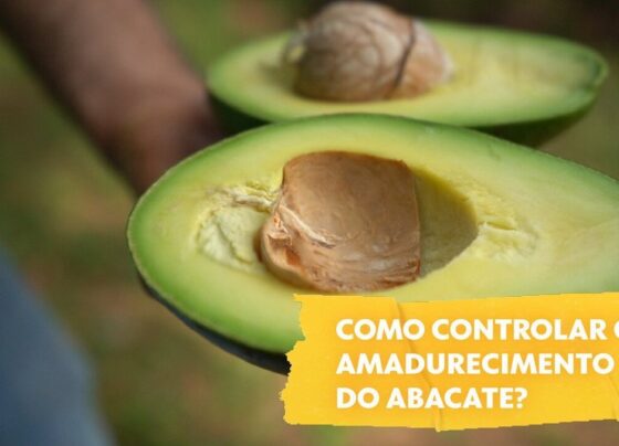 como-fazer-o-abacate-durar-por-mais-tempo?-e-como-acelerar-a-maturacao-da-fruta?