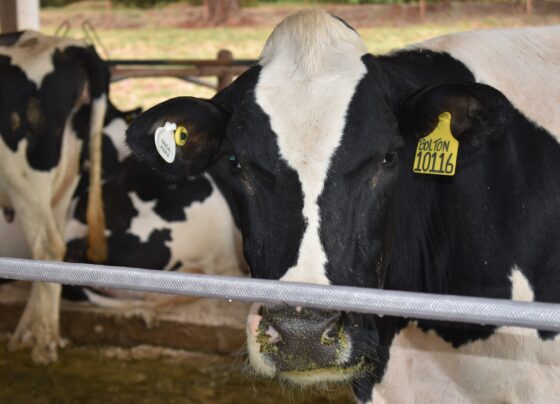 carne-bovina:-arabia-saudita,-palestina,-jordania-e-malasia-voltam-a-comprar-produto-brasileiro