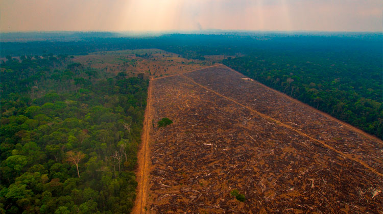 Desmatamento na Amazônia em março quase triplica; trimestre é 2º pior desde 2008, aponta Imazon