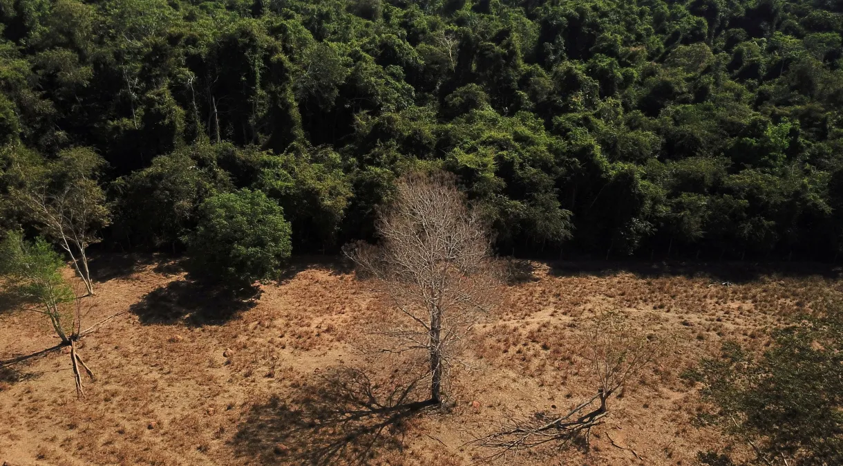 Brasil perdeu 15% das florestas naturais desde 1985, diz estudo