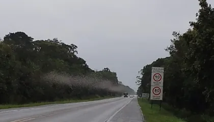 Nuvem de insetos invade rodovia no Paraná