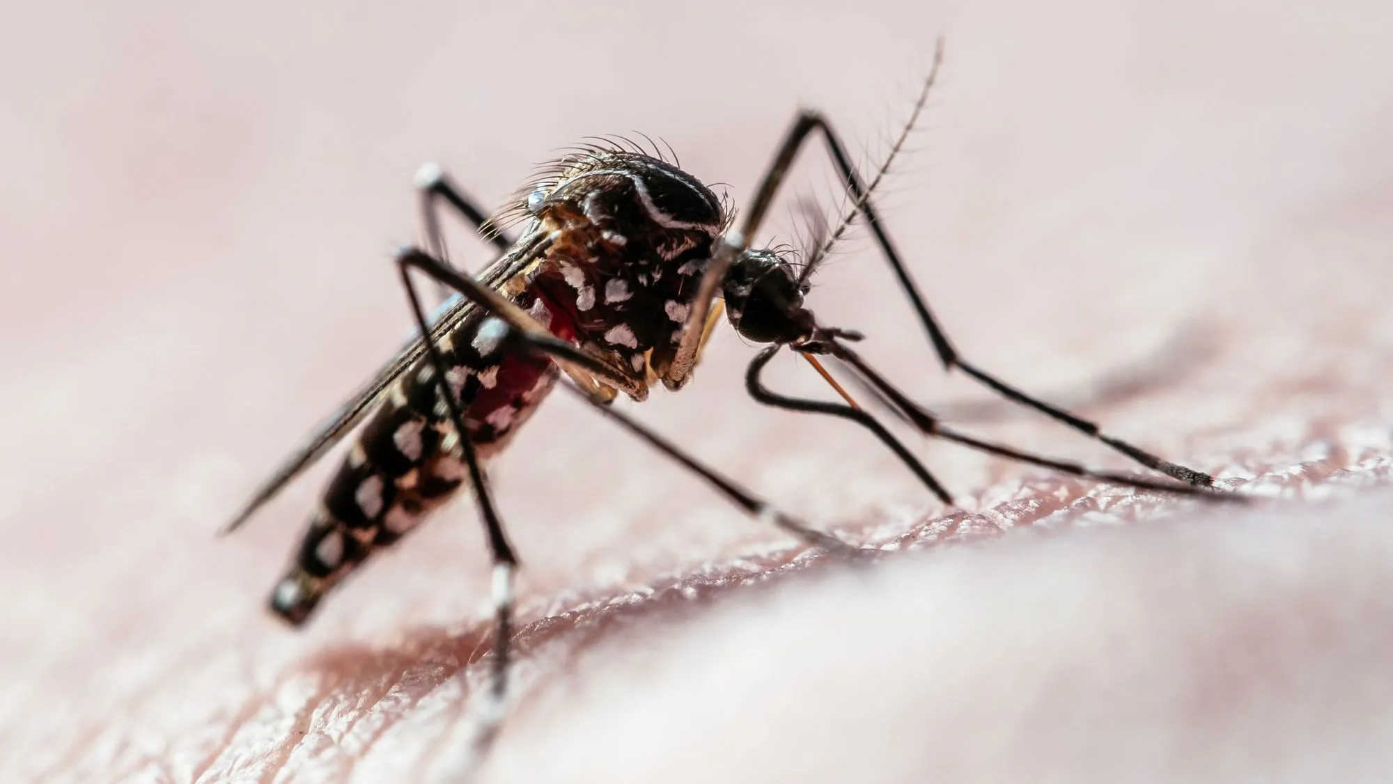 Teste permite identificar infecção prévia por zika e pela dengue