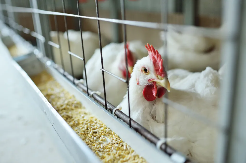 México registra primeiro caso humano de gripe aviária H5N1