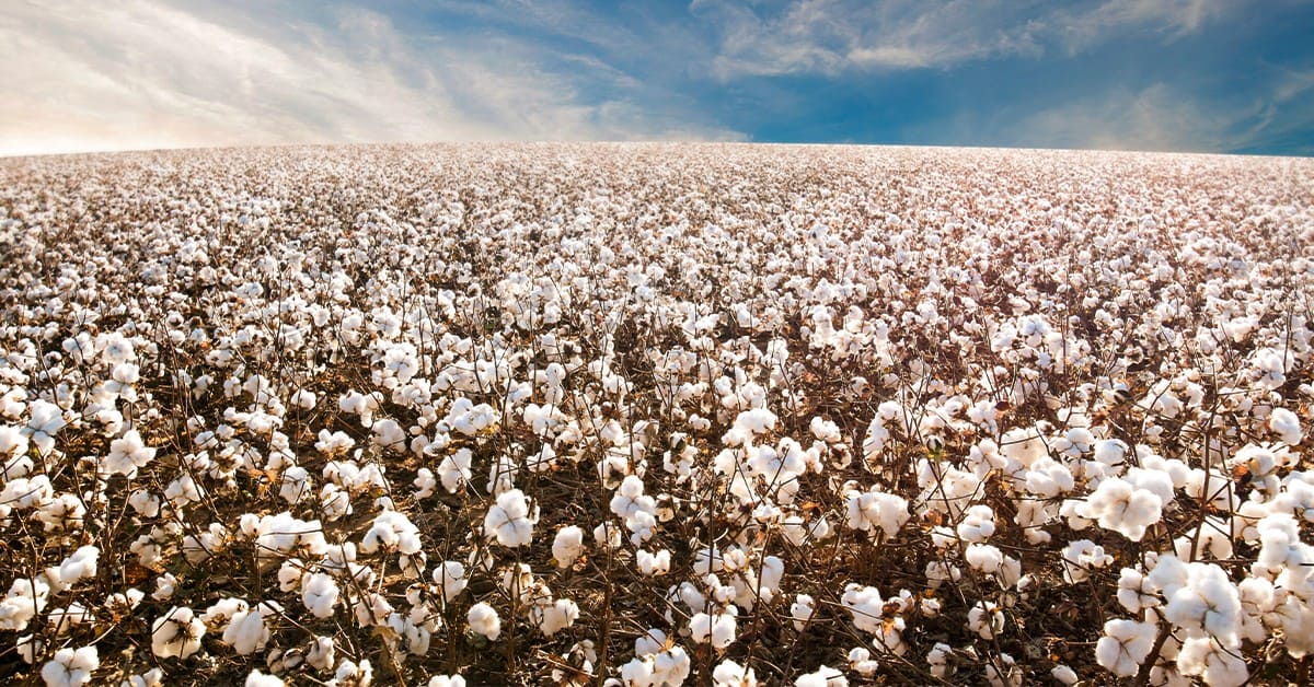 Soja e algodão puxam a safra baiana recorde de grãos em 2025