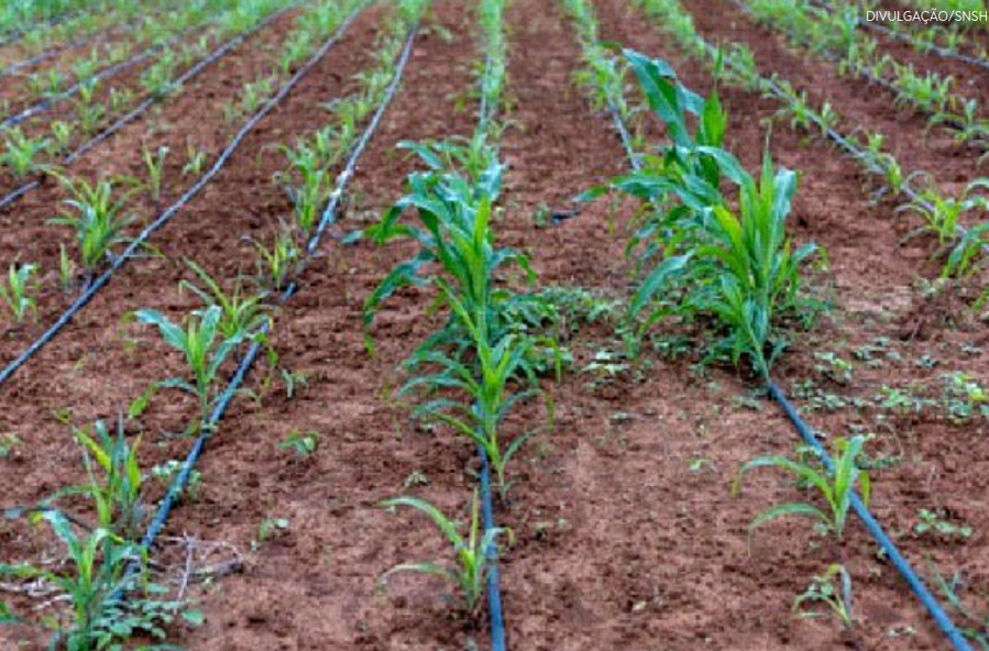 Água do São Francisco impulsiona produção e renda em comunidades reassentadas
