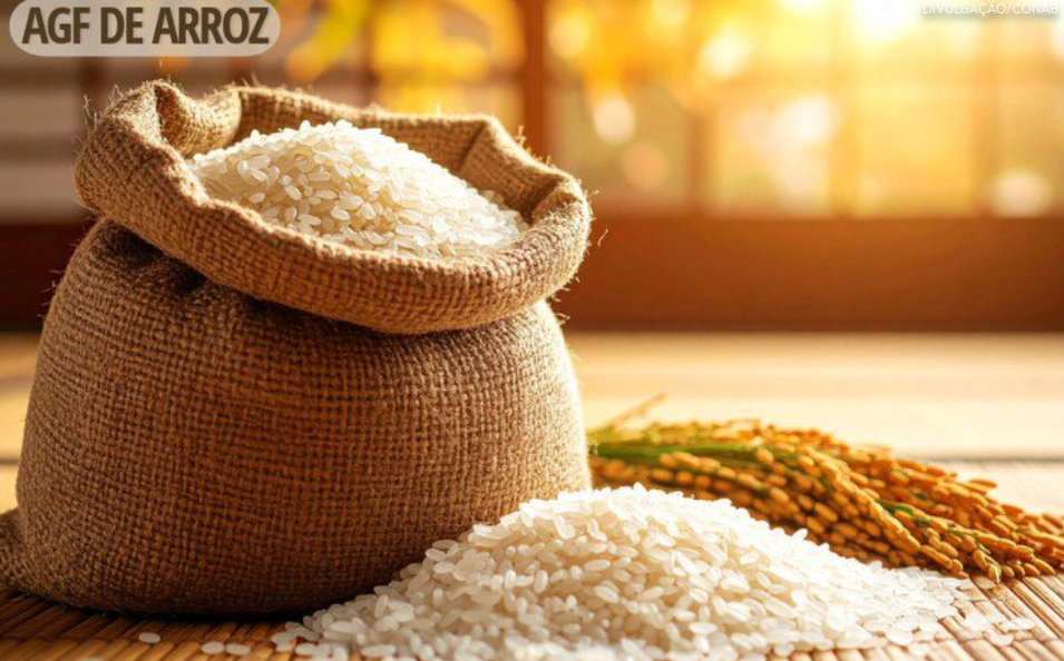 Conab pode comprar até 130 mil toneladas de arroz da safra 2024/25 para formar estoque