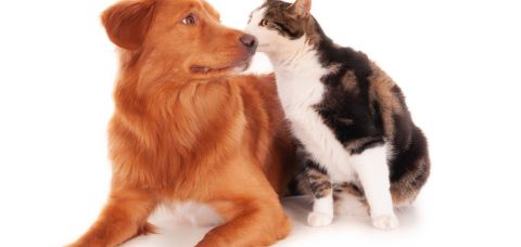 Brasil lidera vínculo afetivo com pets e aquece mercado de cuidados animais