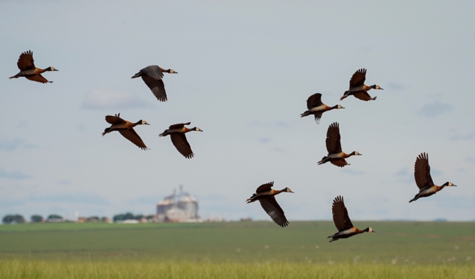 COP 15: conheça as espécies migratórias do Brasil e as ações para sua conservação