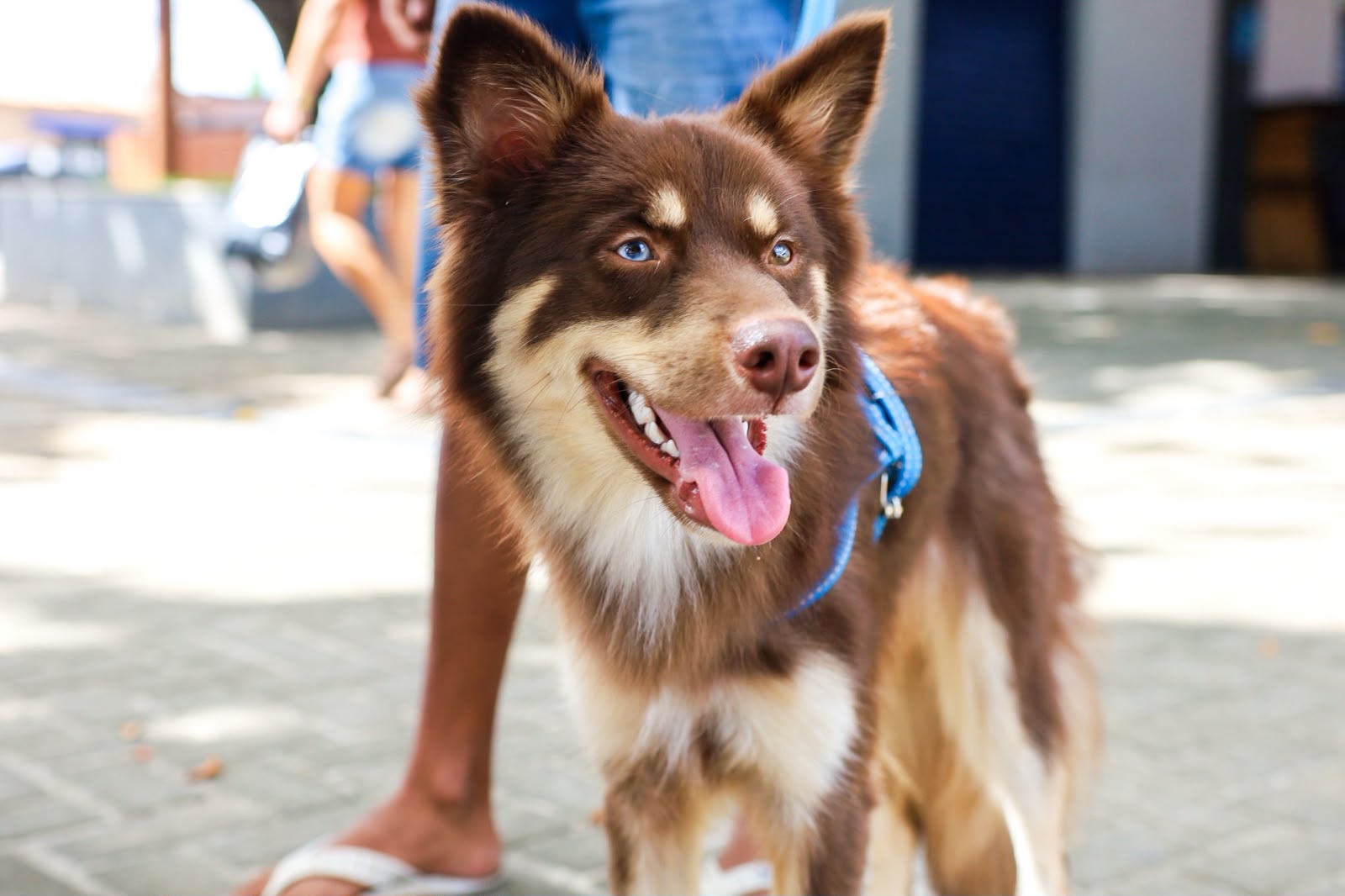 Castramóvel: Prefeitura lança projeto de castração gratuita de cães e gatos
